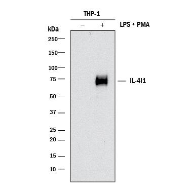 Detection of Human IL-4I1 antibody by Western Blot.