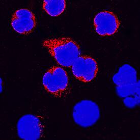 IL-4 antibody in Bovine PBMCs by Immunocytochemistry (ICC).