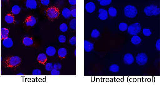 IL-4 antibody in Human PBMCs by Immunocytochemistry (ICC).