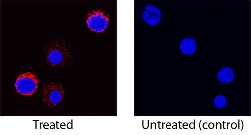 IL-5 antibody in Canine PBMCs by Immunocytochemistry (ICC).