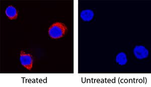 IL-5 antibody in Equine PBMCs by Immunocytochemistry (ICC).