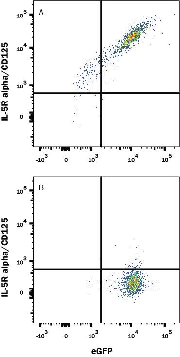 Detection of IL-5 Ra/CD125 antibody in HEK293 Human Cell Line Transfected with Human IL-5 Ra/CD125 and eGFP antibody by Flow Cytometry.