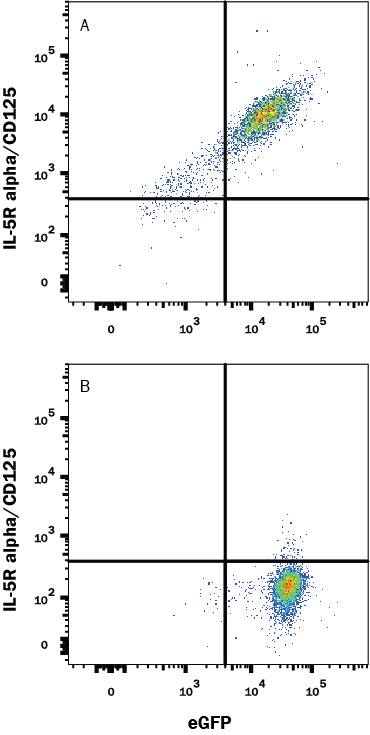 Detection of IL-5 Ra/CD125 antibody in HEK293 Human Cell Line Transfected with Human IL-5 Ra/CD125 and eGFP antibody by Flow Cytometry.
