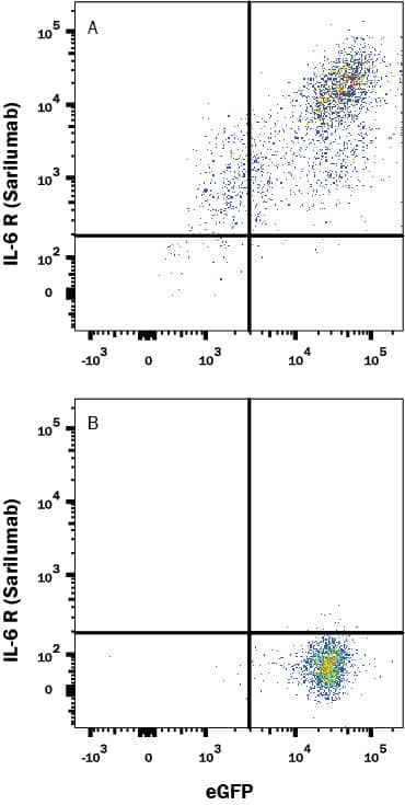 Detection of IL-6R alpha antibody in HEK293 Human cell line Transfected with Human IL-6R alpha and eGFP antibody by Flow Cytometry.