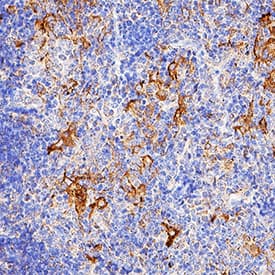 IL-6 antibody in Mouse Thymus by Immunohistochemistry (IHC-Fr).