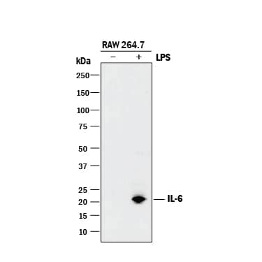 Detection of Mouse IL-6 antibody by Western Blot.