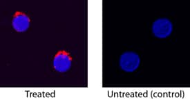 IL-6 antibody in Canine PBMCs by Immunocytochemistry (ICC).