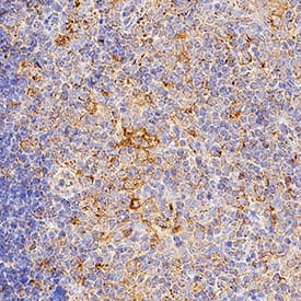 IL-6 antibody in Mouse Thymus by Immunohistochemistry (IHC-Fr).