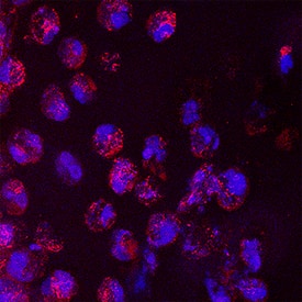 IL-6 antibody in Human Skin by Immunohistochemistry (IHC-Fr).