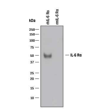 Detection of Recombinant Human IL-6R alpha antibody by Western Blot.