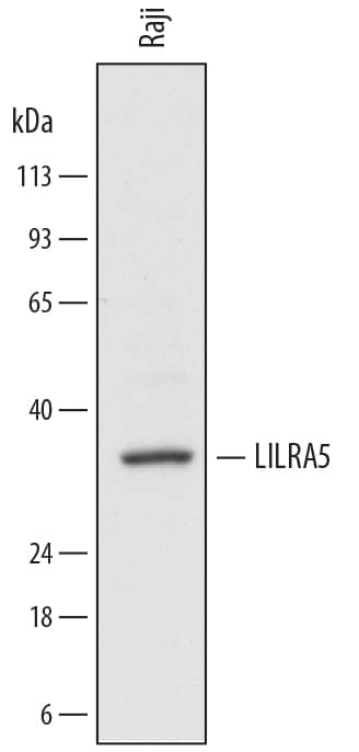 Detection of Human LILRA5/CD85f antibody by Western Blot.