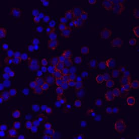 LILRA5/CD85f antibody in Human PBMCs by Immunocytochemistry (ICC).