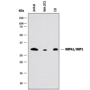 Detection of Human. Mouse, and Rat IMPA1/IMP1 antibody by Western Blot.