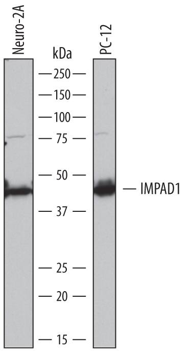 Detection of Mouse and Rat Inositol Monophosphatase 3/IMPAD1 antibody by Western Blot.