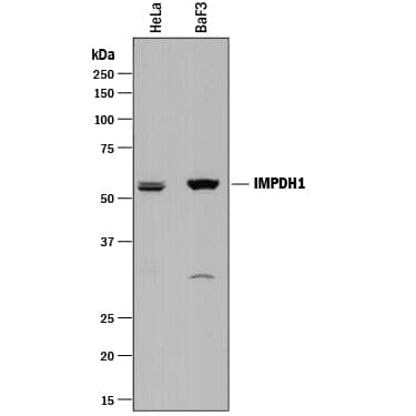 Detection of Human and Mouse IMP Dehydrogenase 1/IMPDH1 antibody by Western Blot.