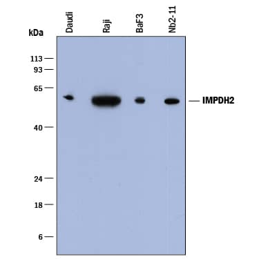 Detection of Human, Mouse, and Rat Inosine 5'-Monophosphate Dehydrogenase 2/IMPDH2 antibody by Western Blot.