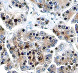 ING1 antibody in Human Pancreas by Immunohistochemistry (IHC-P).