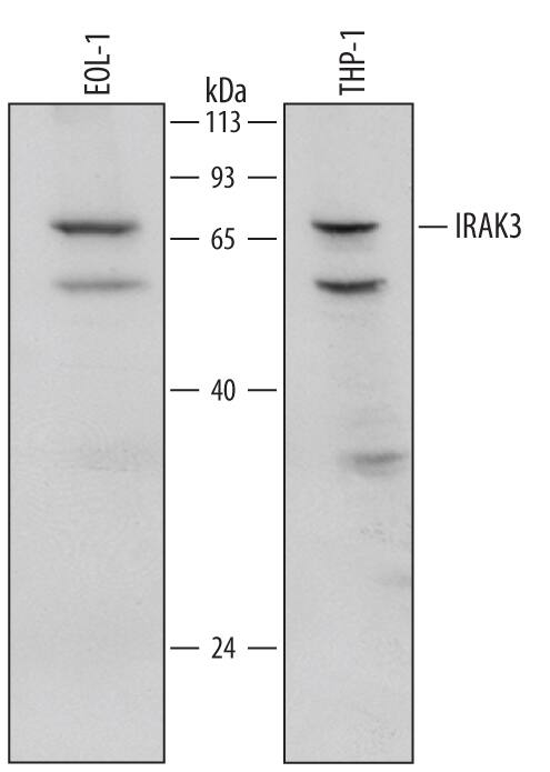 Detection of Human IRAK3 antibody by Western Blot.