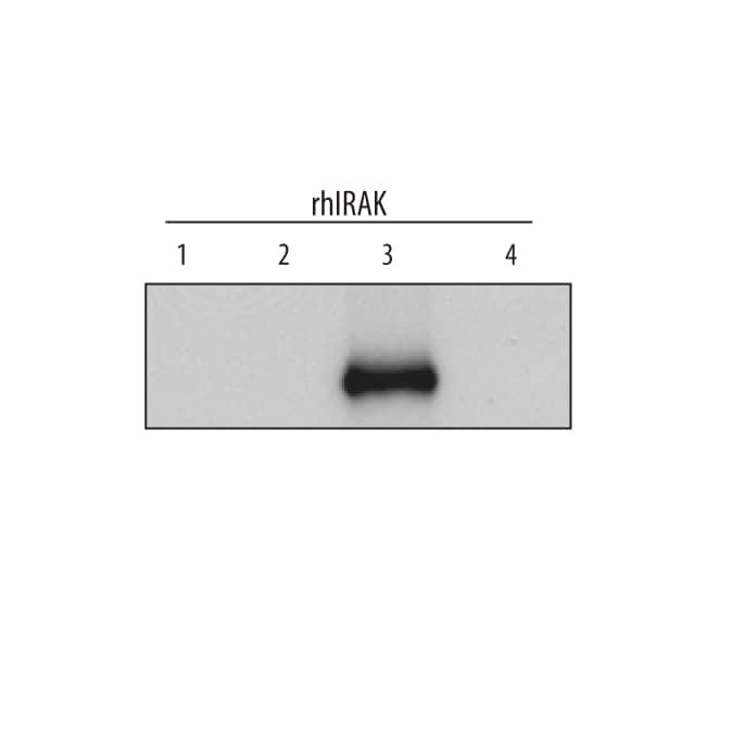 Detection of Human IRAK3 antibody by Western Blot.
