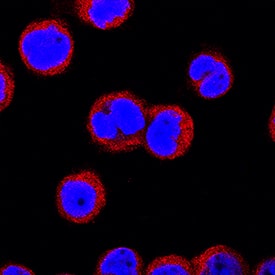 IRAK4 antibody in THP-1 Human Cell Line by Immunocytochemistry (ICC).