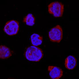 IRAK4 antibody in U937 Human Cell Line by Immunocytochemistry (ICC).