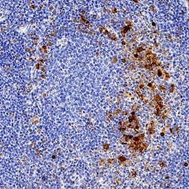 IRAK4 antibody in Human Tonsil by Immunohistochemistry (IHC-P).