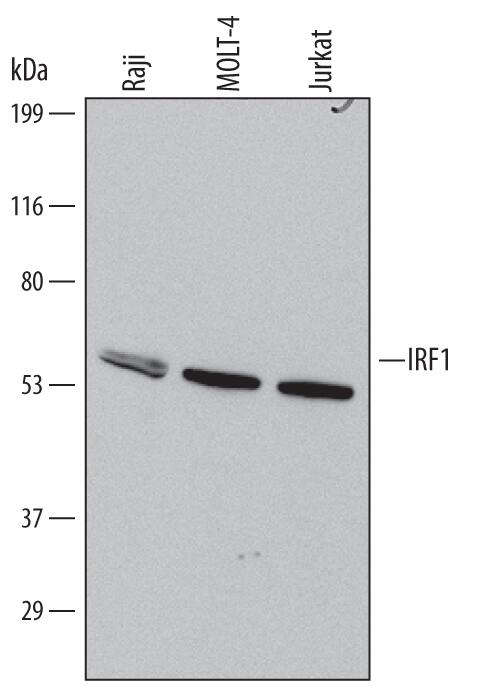 Detection of Human IRF1 antibody by Western Blot.