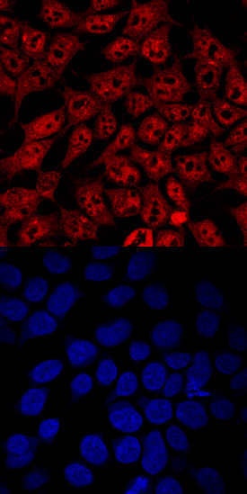 IRF2BP1 antibody in 293T Human Cell Line by Immunocytochemistry (ICC).