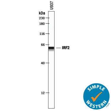 Detection of Human IRF2 antibody by Simple WesternTM.