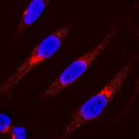 IRF3 antibody in HeLa Human Cell Line by Immunocytochemistry (ICC).