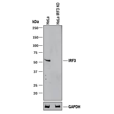 Western Blot Shows Human IRF3 Antibody Specificity by Using Knockout Cell Line.