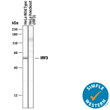 Detection of Human IRF3 antibody by Simple WesternTM.