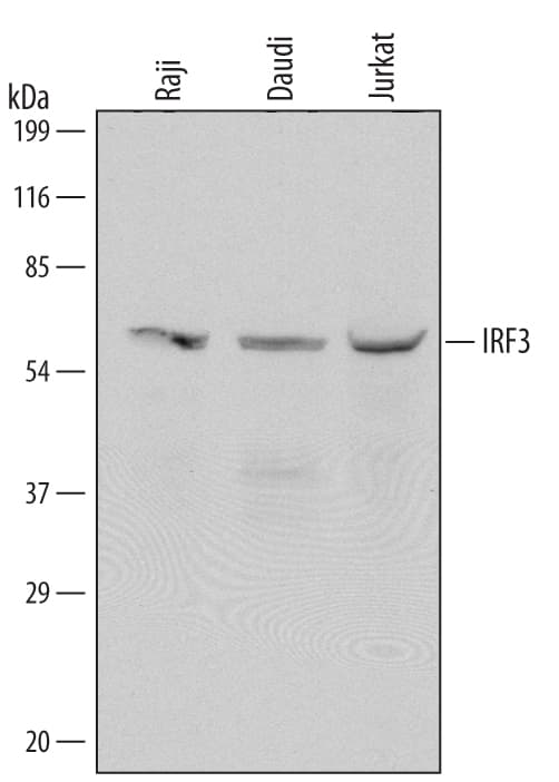 Detection of Human IRF3 antibody by Western Blot.