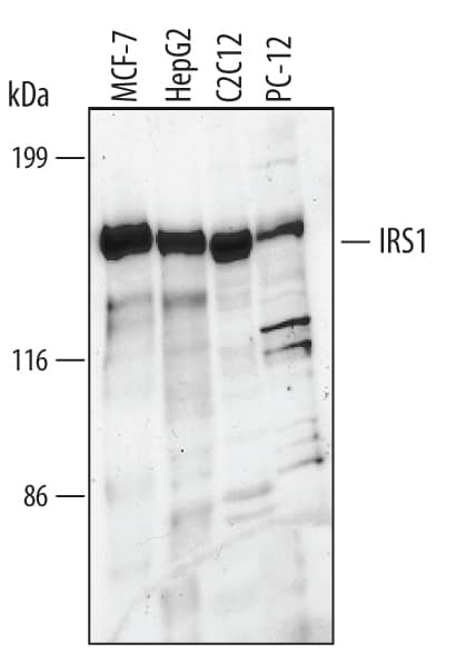 Detection of Human, Mouse, and Rat IRS1 antibody by Western Blot.