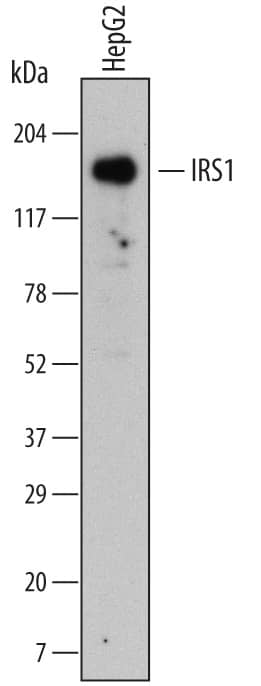 Detection of Human IRS1 antibody by Western Blot.