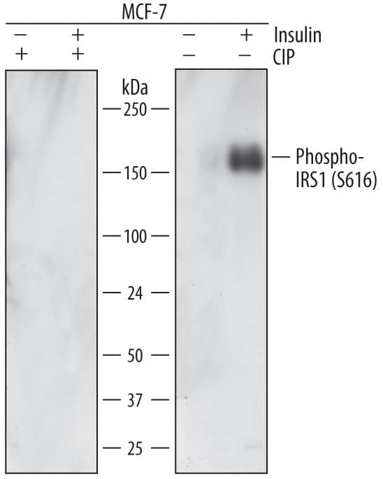 Detection of Human Phospho-IRS1 (S616) antibody by Western Blot.