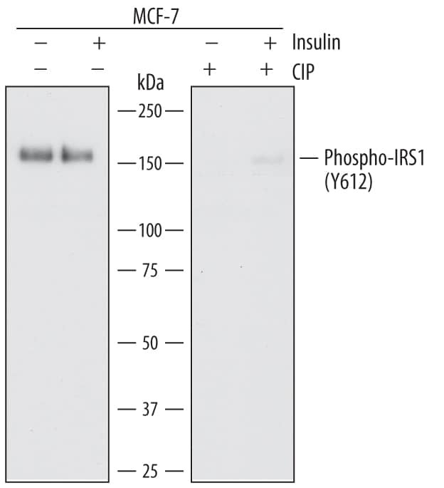 Detection of Human Phospho-IRS1 (Y612) antibody by Western Blot.