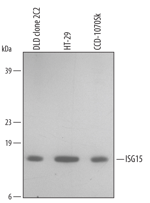 Detection of Human ISG15/UCRP antibody by Western Blot.