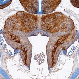 ISLR-2 antibody in Embryonic Mouse Brainstem by Immunohistochemistry (IHC-Fr).