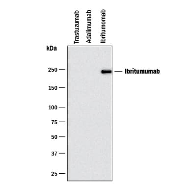 Detection of Ibritumomab antibody by Western Blot.