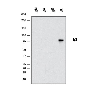 Detection of Mouse IgE by Western Blot.