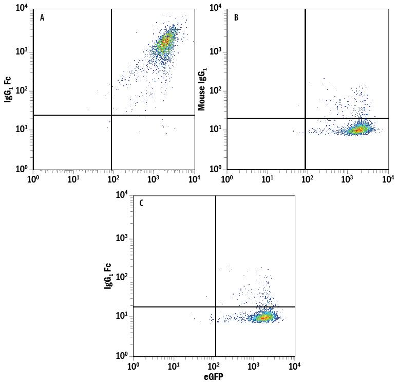 Detection of IgG1Fc antibody in Human B7-H1/PD-L1 Fc Chimera Bound to HEK293 Human Cell Line Transfected with Human PD-1 and eGFP antibody by Flow Cytometry.