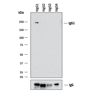 Detection of Human IgG1by Western Blot.