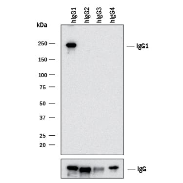 Detection of Human IgG1 antibody by Western Blot.