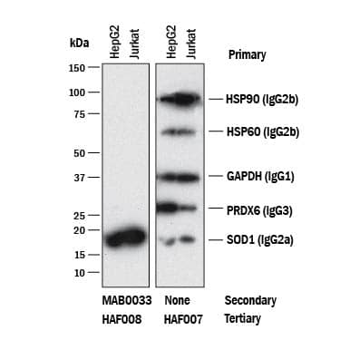 Detection of Mouse IgG2APrimary Antibodies by Western Blot.