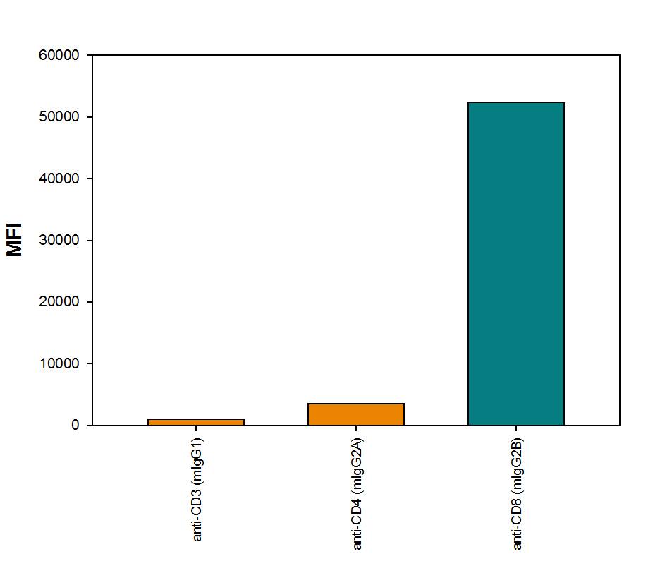 Detection of Mouse IgG2BPrimary Antibody by Anti-Mouse IgG2B-specific Secondary Antibody.