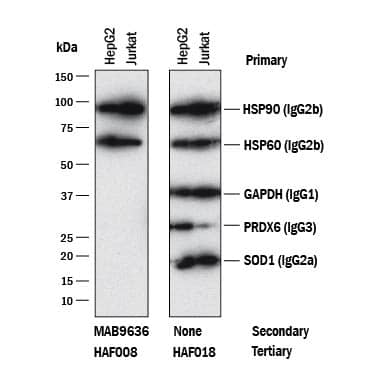 Detection of Mouse IgG2BPrimary Antibodies antibody by Western Blot.