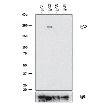 Detection of IgG2by Western Blot.