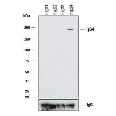 Detection of IgG4by Western Blot.