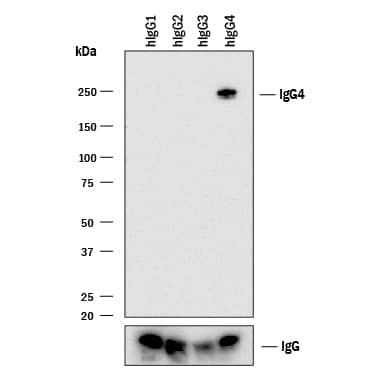 Detection of Human IgG4by Western Blot.